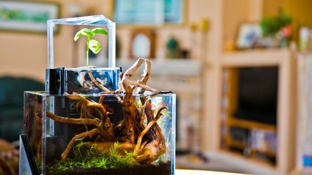 EcoQube: How This Startup Can Seriously End World Hunger
