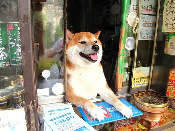 This Shiba Inu That Works in a Little Shop Wins Employee of All the Months