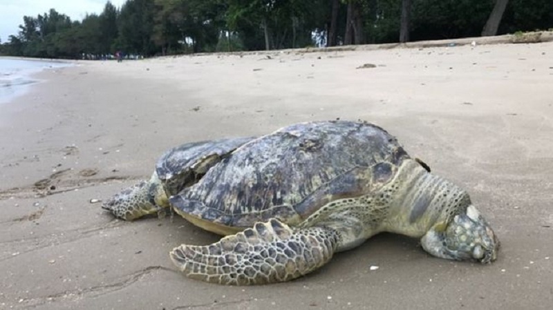 Endangered Sea Turtle found ‘Sliced in Half’ on Singaporean Beach
