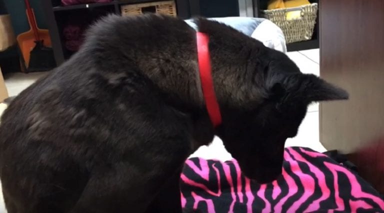 Dog Saved From Korean Meat Farm Sleeps Standing Up Because She’s Never Laid Down