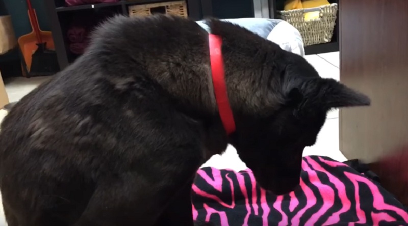 Dog Saved From Korean Meat Farm Sleeps Standing Up Because She’s Never Laid Down