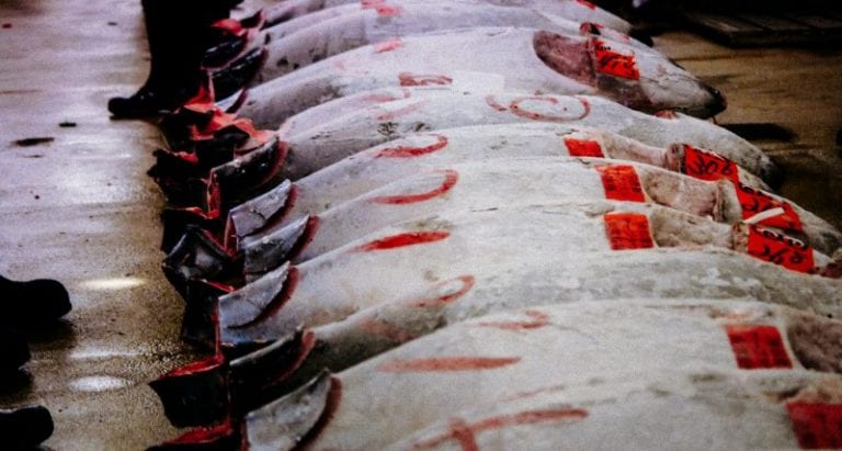 Japan’s ‘Tuna King’ Pays More Than $600,000 for a Single Fish