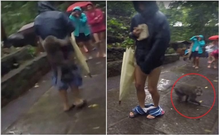 Naughty Monkey Hilariously Pulls Man’s Shorts Down to Steal His Banana