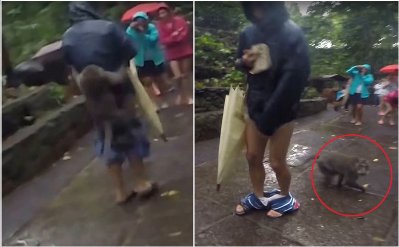 Naughty Monkey Hilariously Pulls Man’s Shorts Down to Steal His Banana