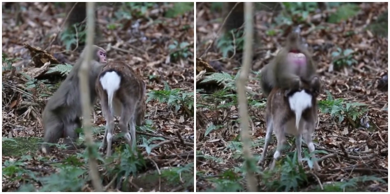 Japanese Snow Monkey Tries to Have Sex With a Deer, Baffles Scientists