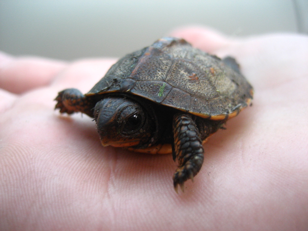 Indian Police Rescue 6,000 Flapshell Turtles From Poachers in Record Haul