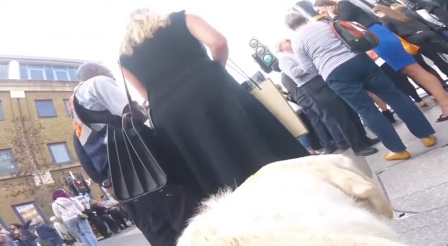 Blind Man Straps a Go-Pro to His Guide Dog, Reveals How Horrible People Can Be