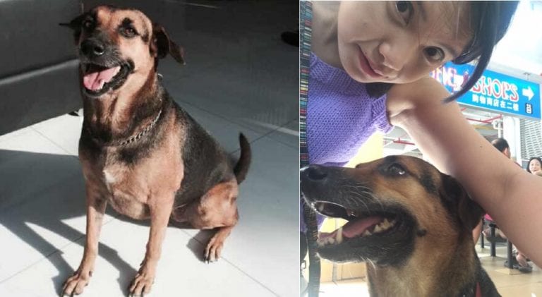 Incredible Dog in Singapore Has a Special Power That Helps Diabetic Patients