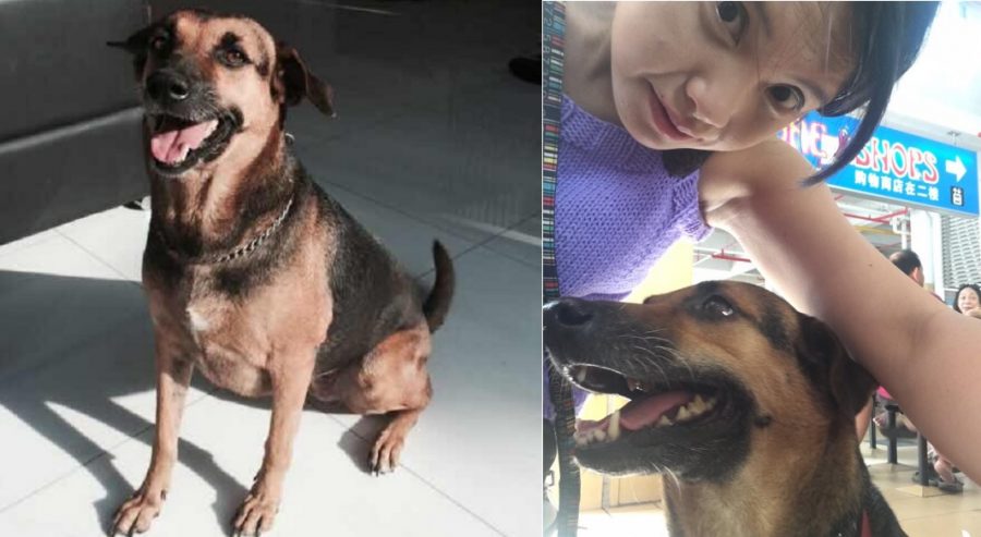 Incredible Dog in Singapore Has a Special Power That Helps Diabetic Patients
