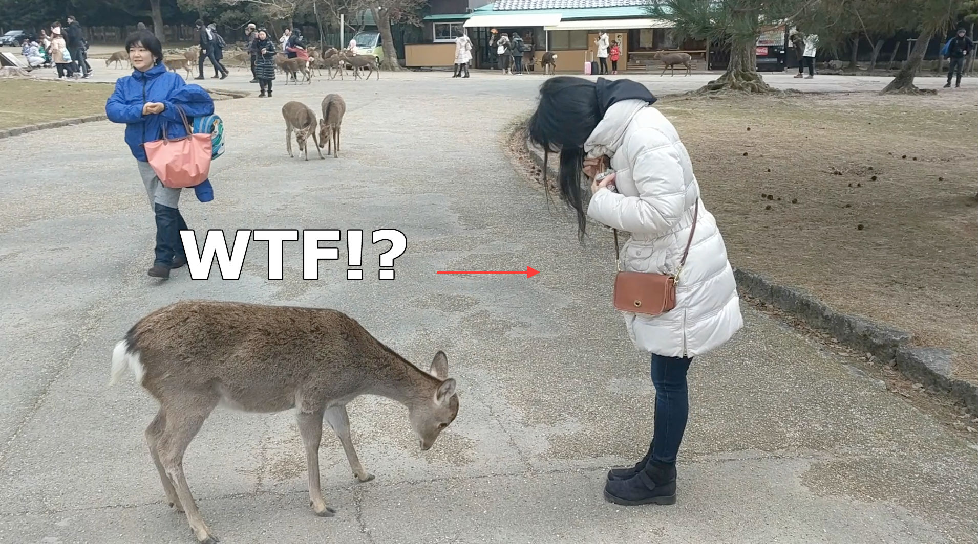 Inside Japan’s Magical Park Where Deers Bow to Humans For Food