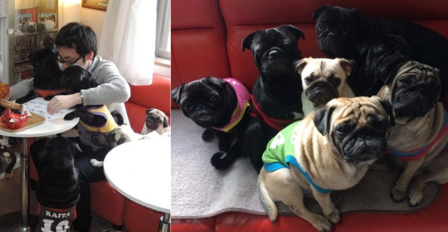 Dog Cafe In Kyoto Is Every Pug Lovers Dream Nextshark Com