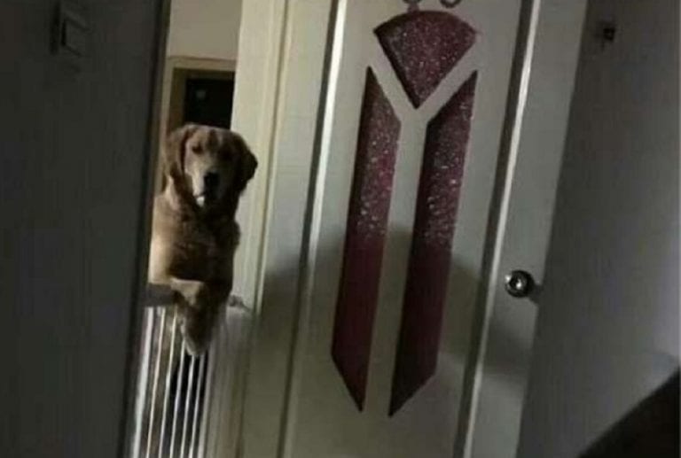 Dog in China Watches His Owner Fall Asleep Because He Doesn’t Want to Be Abandoned Again