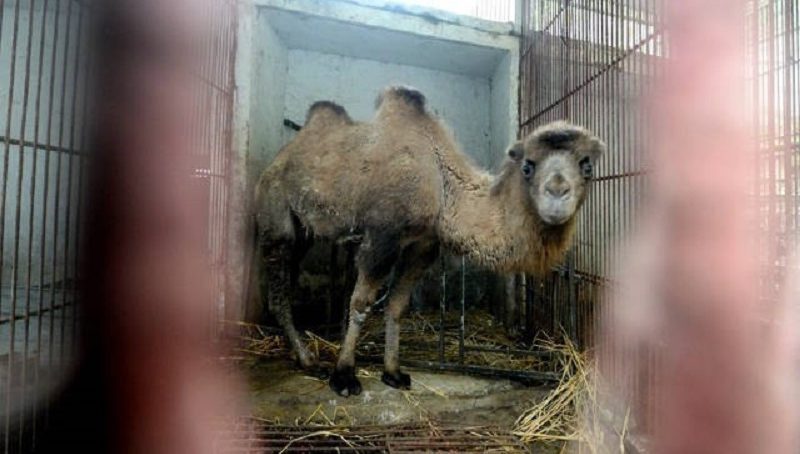 China Shuts Down the World’s Saddest Zoo After Photos of Poor Animals Go Viral