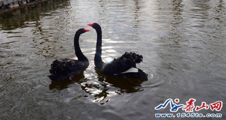 Black Swans in China Fall Into Deep Depression After Tourists Steal Their Eggs