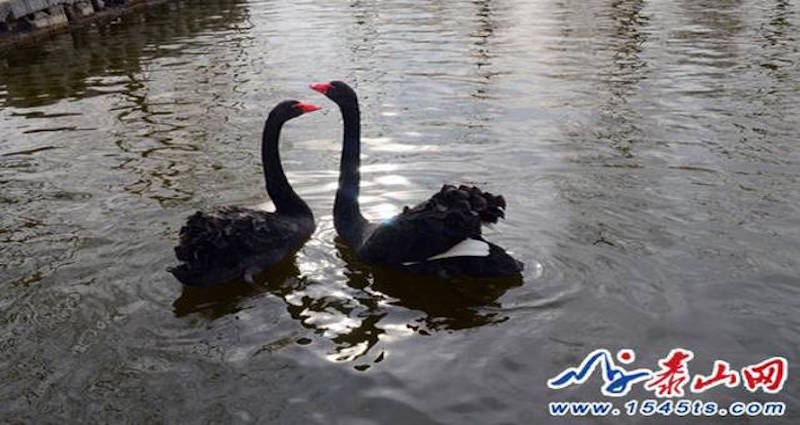 Black Swans in China Fall Into Deep Depression After Tourists Steal Their Eggs