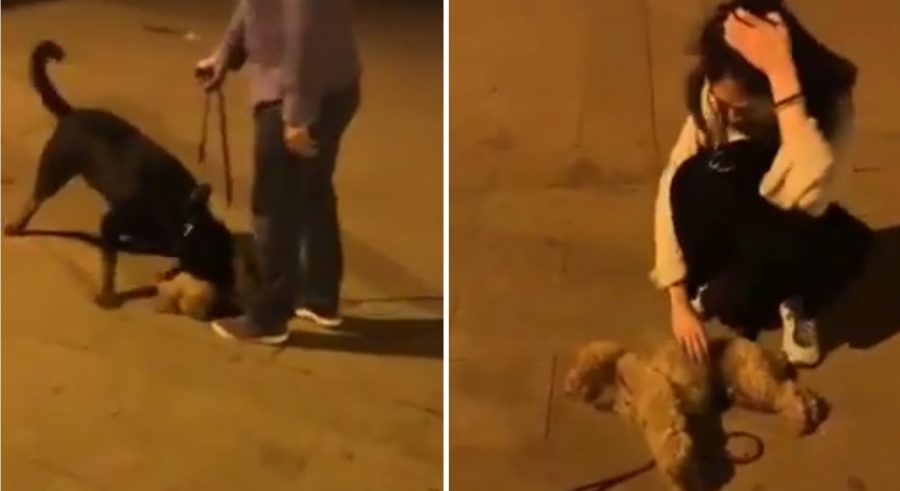 Chinese Woman’s Designer Dog Gets Mauled By Rottweiler on The Street