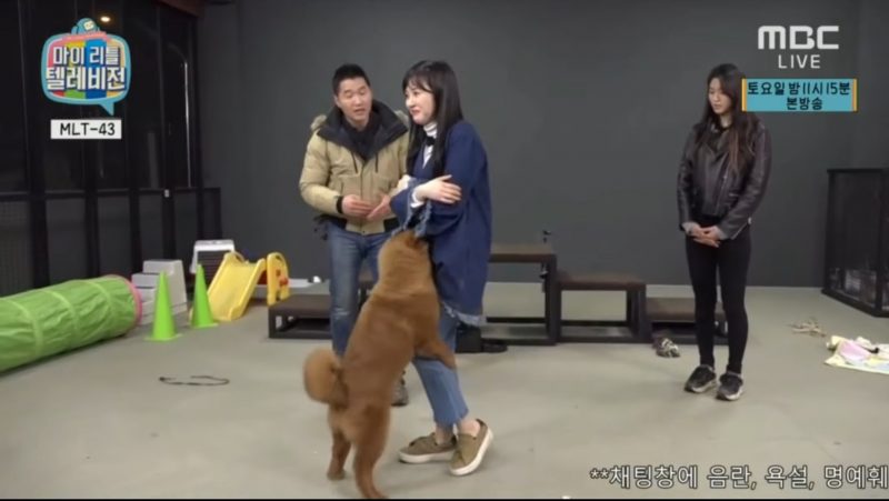 K-Pop Star Mercilessly Humped By Dog While Owner Does Nothing