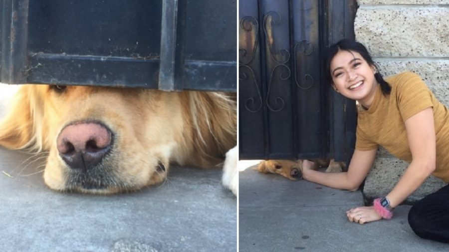 Dog Develops The Most Adorable Friendship With High Schooler Who’s About to Graduate