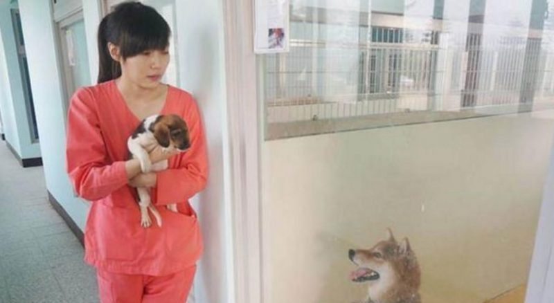The Heartbreaking Story of a Taiwanese Vet Who Euthanized Herself