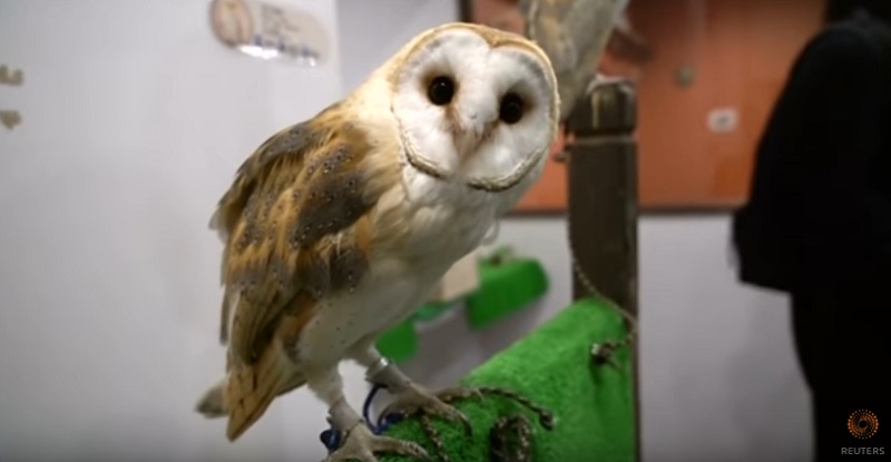 Animal Activists Want Japan’s Owl Cafes Shut Down For Animal Abuse
