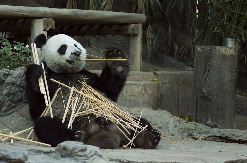 China Will Relocate 172,000 Humans to Build a Massive Park for Pandas