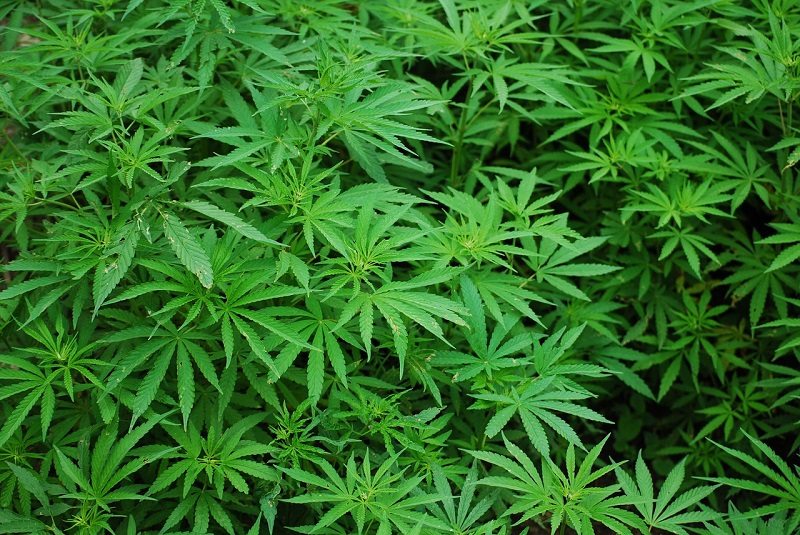 The Philippines Now Wants to Legalize Medical Marijuana