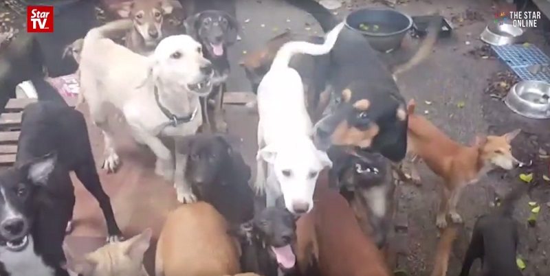 ‘Haunted’ Mansion in Malaysia Becomes a Shelter For Stray Dogs
