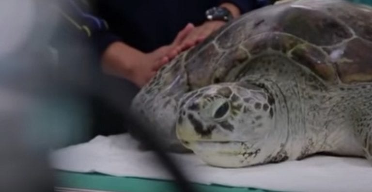 Thai Vets Save Sea Turtle By Extracting Almost 1,000 Coins From Its Stomach