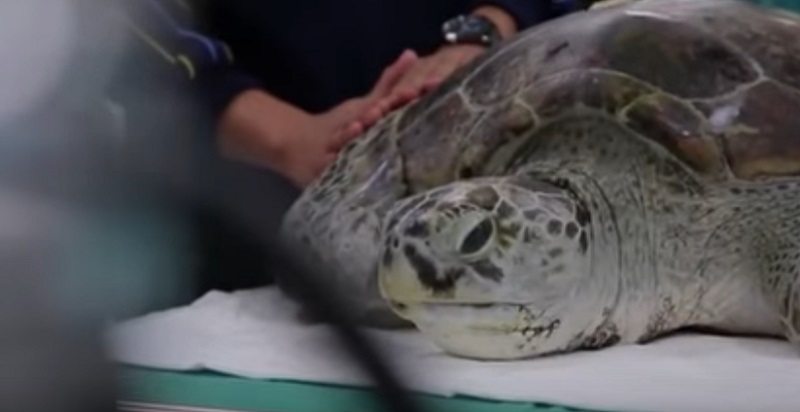 Thai Vets Save Sea Turtle By Extracting Almost 1,000 Coins From Its Stomach