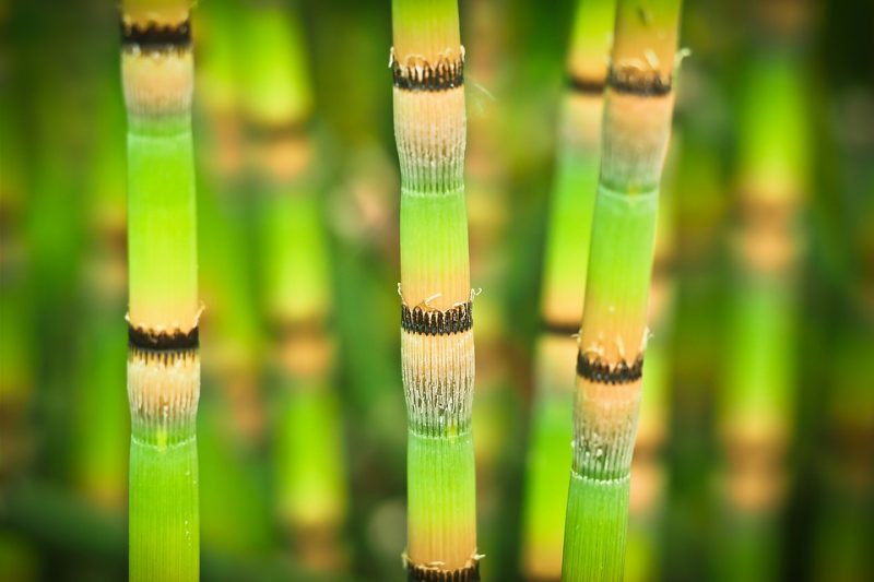 Japanese Kids Caught Stealing Bamboos For The Most Touching Reason Ever
