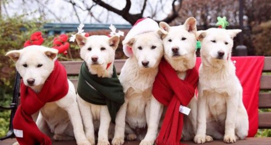 Ousted South Korean President Reportedly Abandons Her 9 Dogs at the Presidential Palace