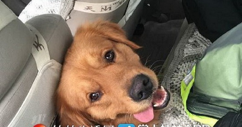 Lost Dog Finds His Way Back to Owner After Asking Police Officers For Help
