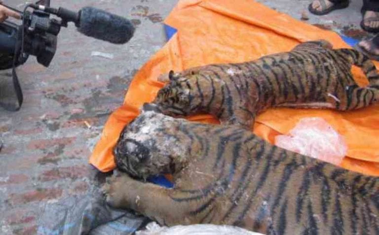 Vietnamese Police Find Five Frozen Tigers in Man’s Freezer