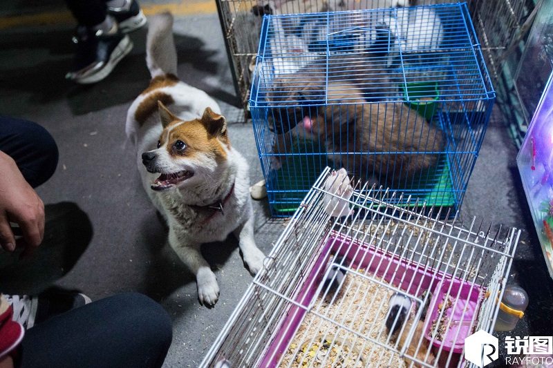 Heartbroken Mother Dog Watches as Her Newborn Puppies Are Sold at a Chinese Market