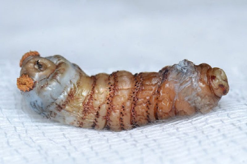 Maggots Burst Out Of Chinese Backpacker’s Leg Weeks After Brazilian Rainforest Trip