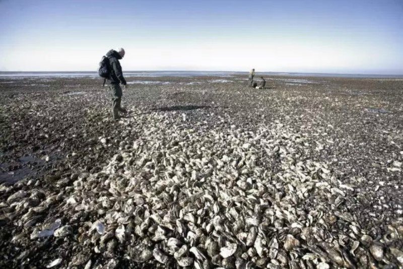 Denmark Has an Invasive Oyster Problem, Chinese Netizens Offer to Eat Them All