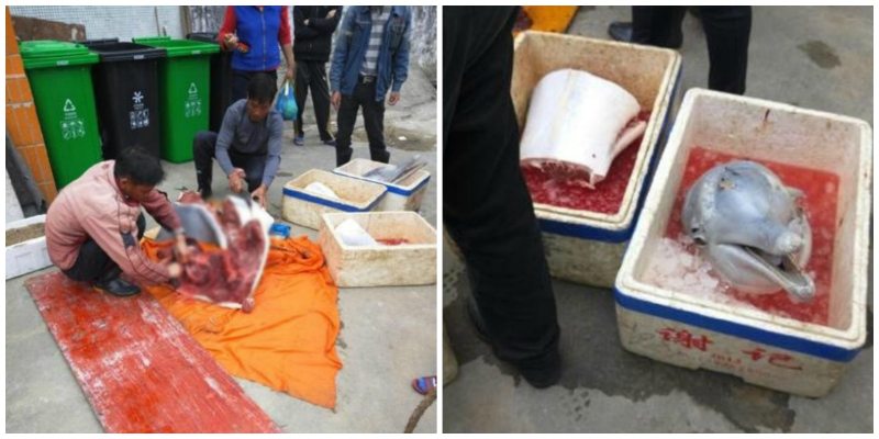 Chinese Men Face Criminal Charges After Butchering Endangered Baby Dolphin on the Street