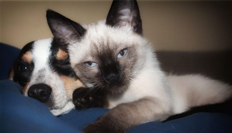 Taiwan Just Became the First Asian Country to Ban Eating Cats and Dogs