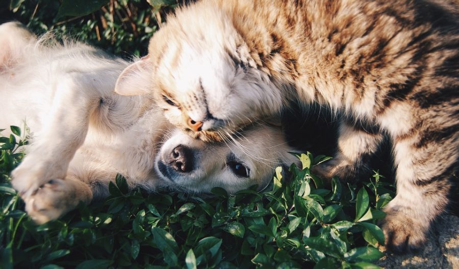 Harper Collins India Gives Employees Paid Time Off if They Get a Pet