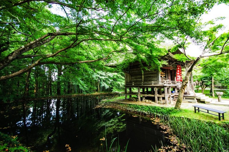 Japanese People are 'Forest Bathing’ for Good Health and It's Backed By ...