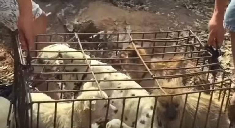 Activists Hope China’s Yulin Dog Meat Festival Could Be Cancelled This Year, Locals Say ‘Nah’