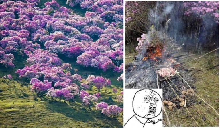 Gorgeous Flowering Trees in Chinese Countryside Get Trashed by Local Tourists