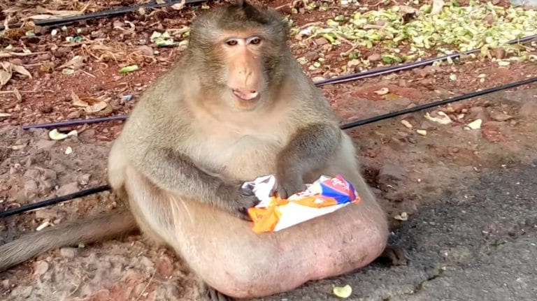 Extremely Overweight Monkey Rescued and Sent to Fat Camp in Thailand
