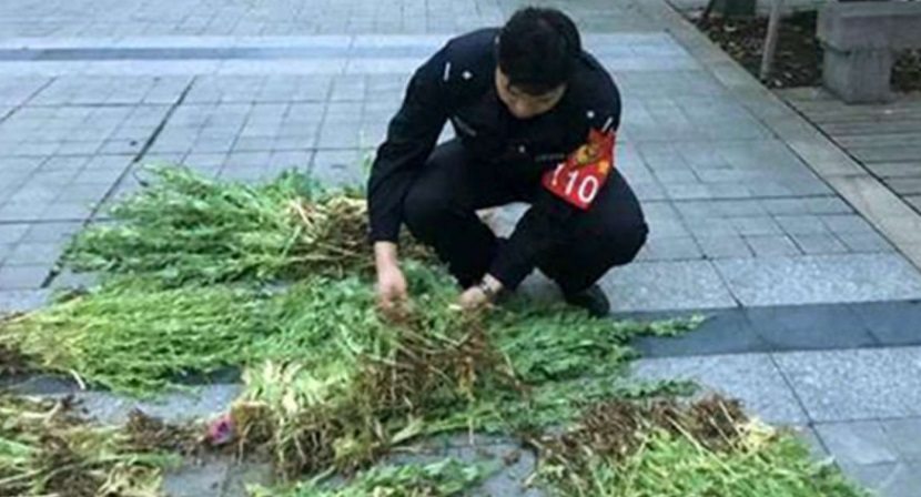 Elderly Chinese Man Arrested for Growing 800 Opium Poppies For Food Seasoning