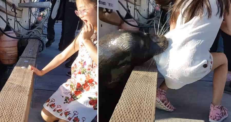Sea Lion Pulls Terrified Little Girl Into the Water at Canadian Harbor