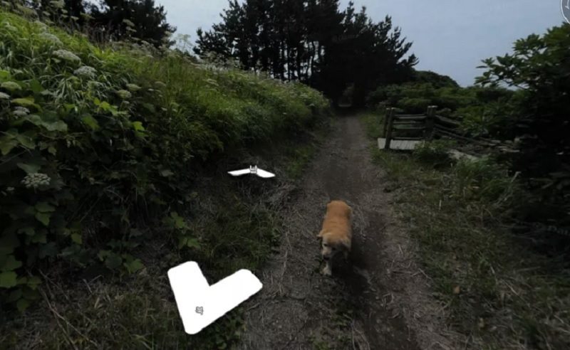 Adorable Dog Goes Viral For Photobombing Street View Photos in South ...