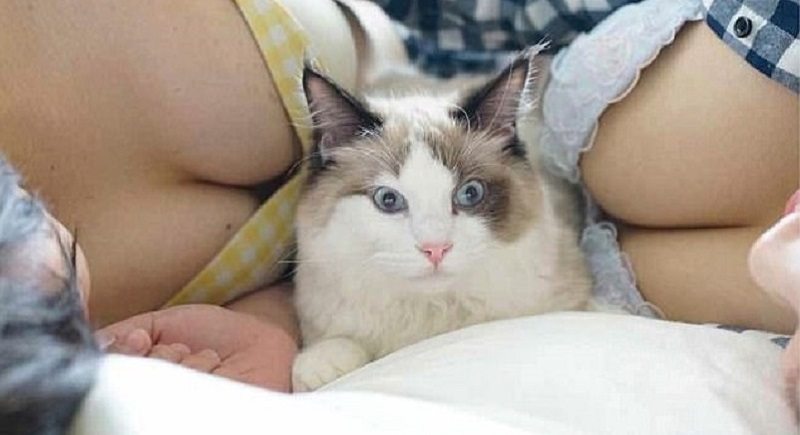 Japanese ‘Fetish Photographer’ Combines Cats and Boobs in One Photobook