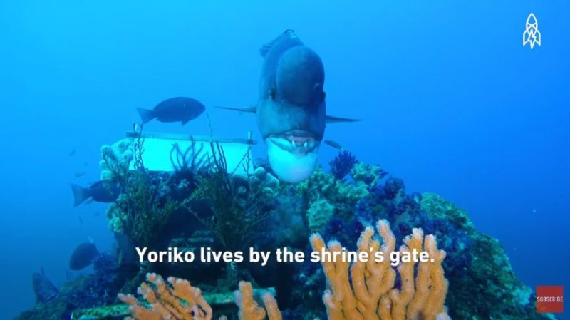 Japanese Diver Has Been Friends With a Massive Fish for 30 YEARS ...