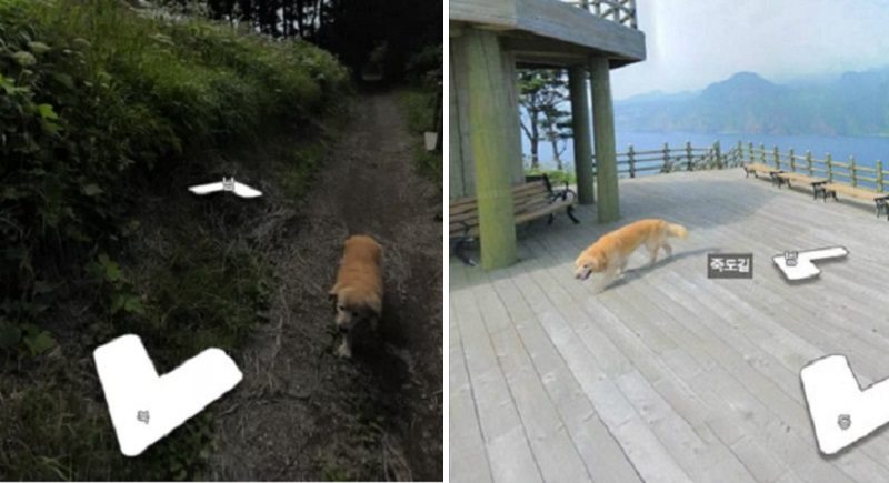 Adorable Dog Goes Viral For Photobombing Street View Photos In South Korea