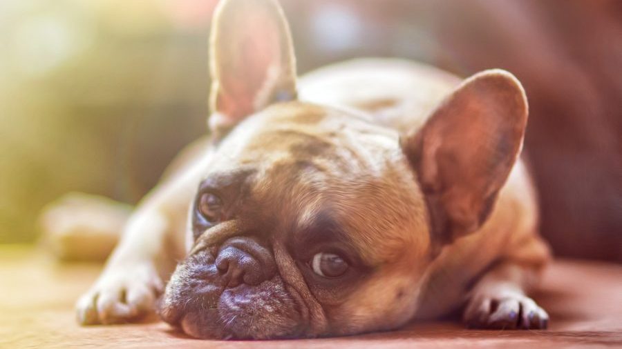 Chinese City Adopts ‘One Dog’ Policy to Control Pet Population